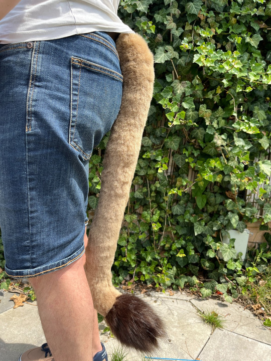 Lion tail