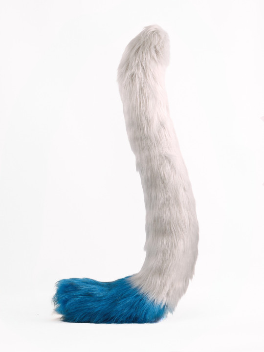 Maine Coon tail